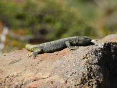 Liolaemus flavipiceus