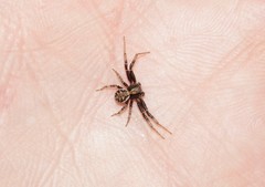 Xysticus thessalicoides