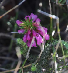 Erica abietina constantiana