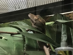 Correlophus ciliatus