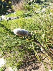 Paranomus longicaulis