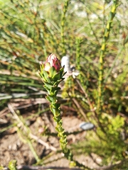 Paranomus longicaulis