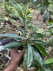 Parathesis crenulata