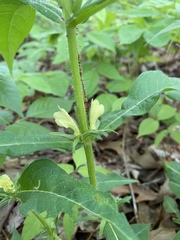 Triosteum angustifolium