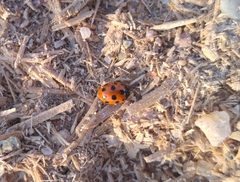 Coccinella undecimpunctata