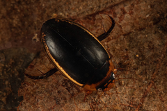 Hydaticus seminiger
