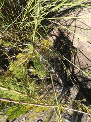 Paranomus longicaulis