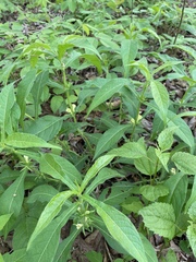 Triosteum angustifolium