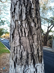 Roseodendron donnell-smithii