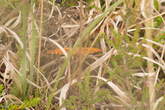 Boloria aquilonaris