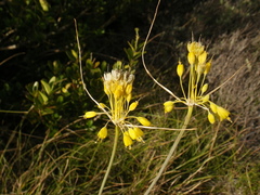 Allium flavum