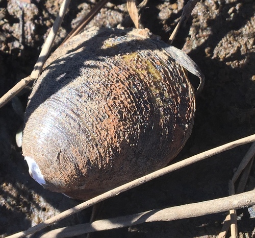 Polymesoda caroliniana