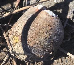 Polymesoda caroliniana