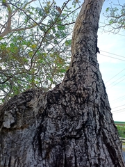 Roseodendron donnell-smithii