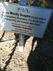 Paranomus longicaulis