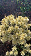 Phylica pubescens
