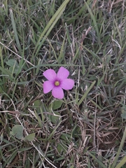 Oxalis hispidula