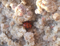 Coccinella undecimpunctata