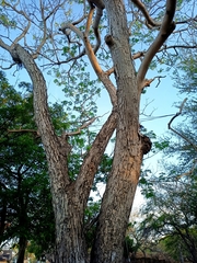 Roseodendron donnell-smithii