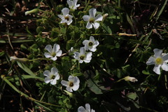 Thecaphora capensis