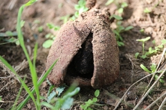 Prosopanche americana