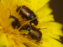 Chasmatopterus