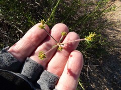 Eriogonum fasciculatum foliolosum