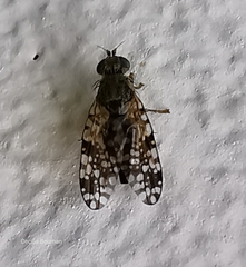 Tephritis vespertina