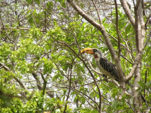 Eastern Yellow-billed Hornbill