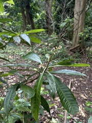 Parathesis crenulata