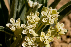 Asclepias involucrata