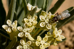 Asclepias involucrata