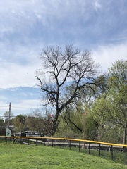 Ulmus americana