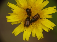 Chasmatopterus
