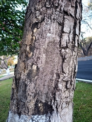 Roseodendron donnell-smithii