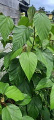 Mallotus paniculatus