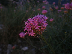 Centranthus lecoqii