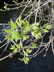 Ulmus americana