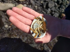 Cryptolithodes sitchensis