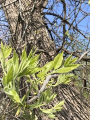 Ulmus americana