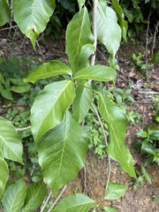 Dendropanax arboreus