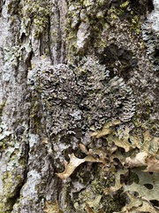 Physconia grumosa