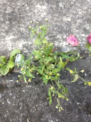 Galinsoga parviflora