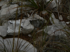 Hipparchia statilinus