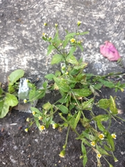 Galinsoga parviflora