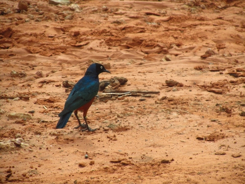 Superb Starling
