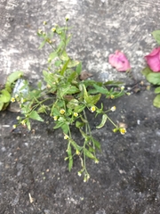 Galinsoga parviflora