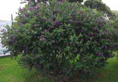 Polygala × dalmaisiana