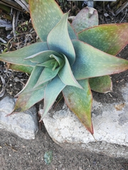 Aloe reynoldsii