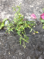 Galinsoga parviflora